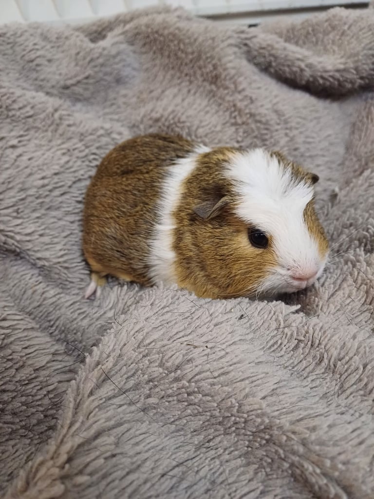1 Adorable Female Baby Guinea Pig