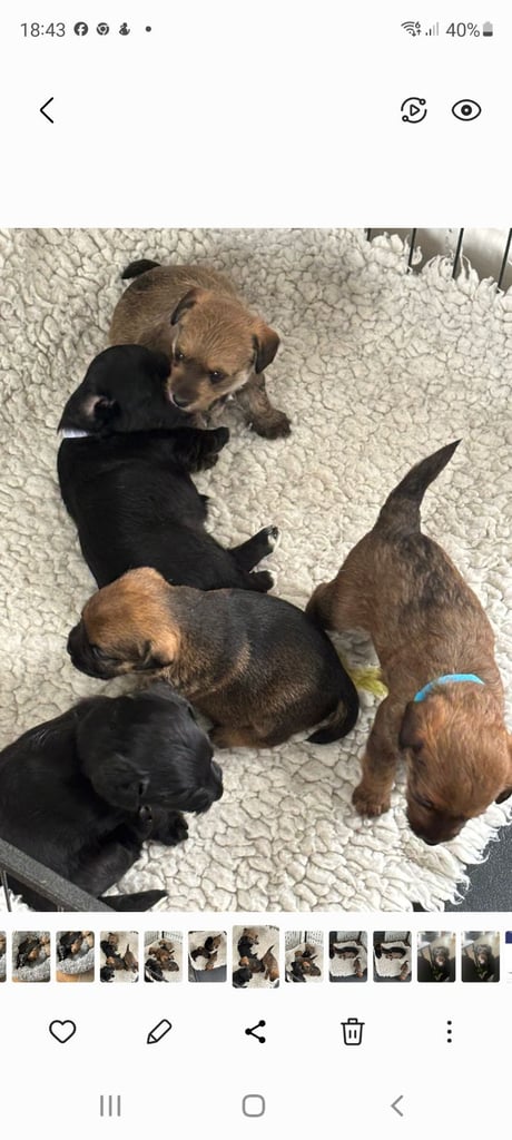 Jackapoo puppies
