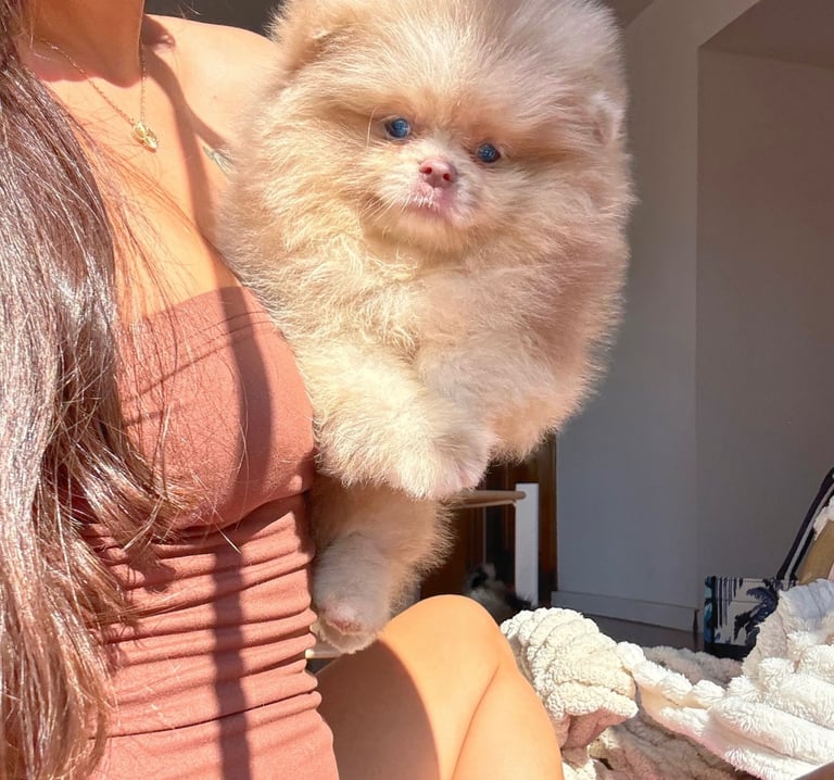 image for pomeranian merla lilac puppy