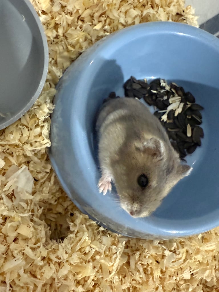 Russian dwarf hamster 