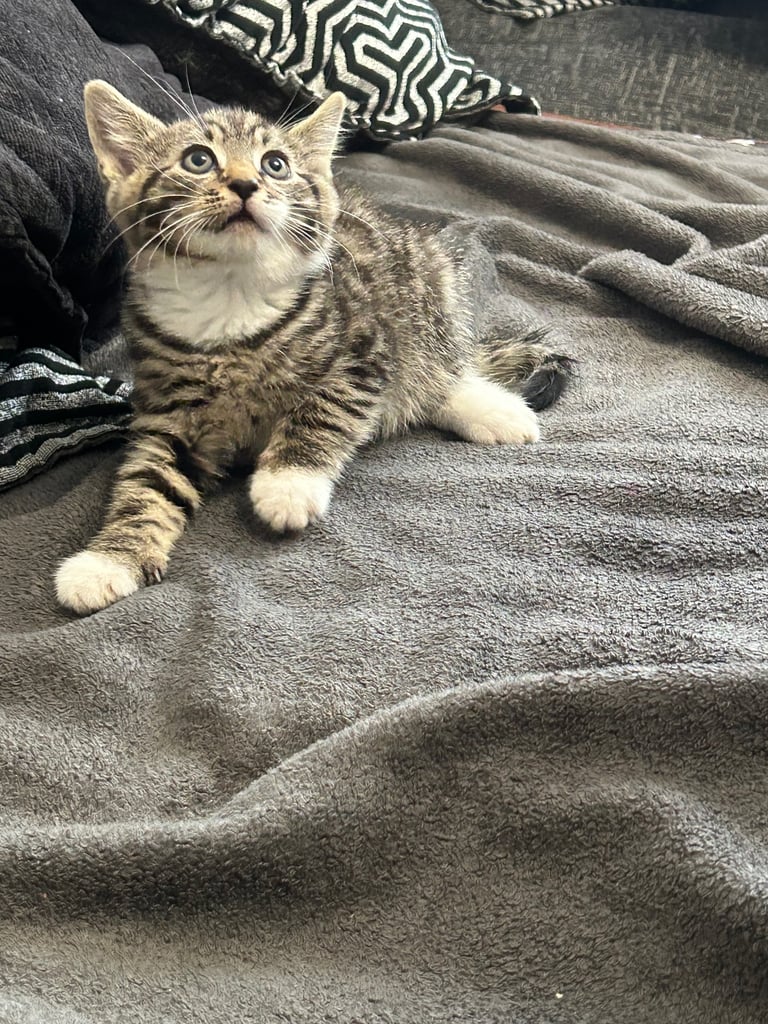  🐾 4 Beautiful Kittens for Sale – 8 Weeks Old 🐾