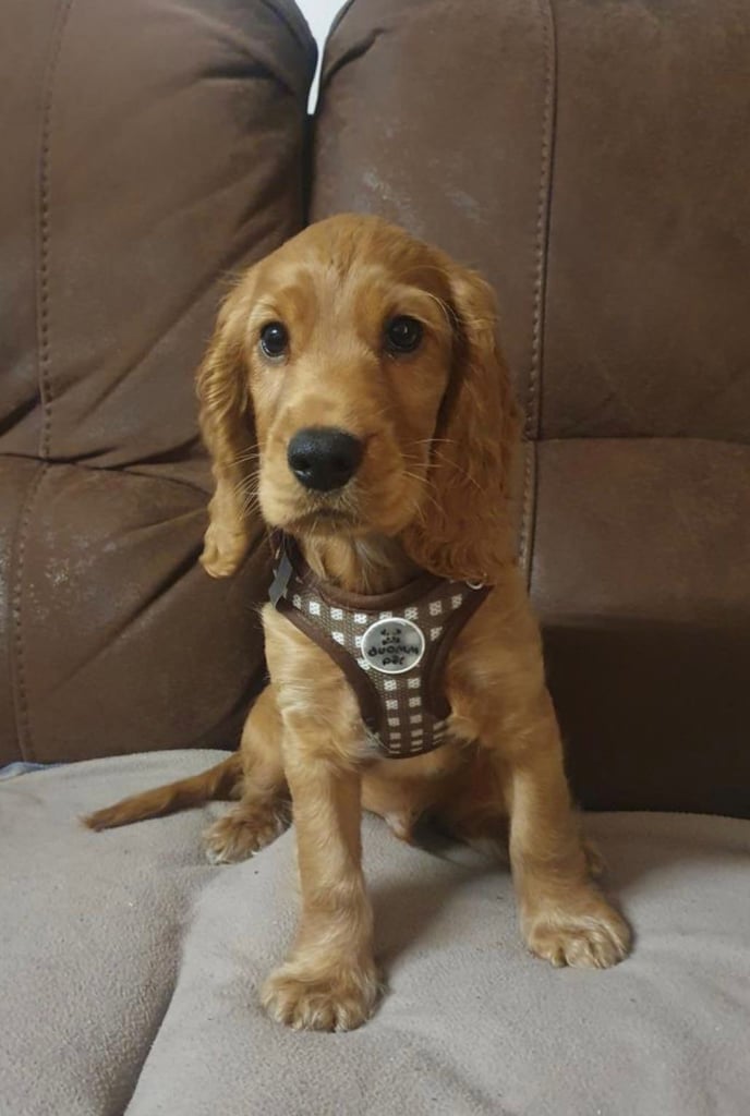 Cocker spaniel boy 