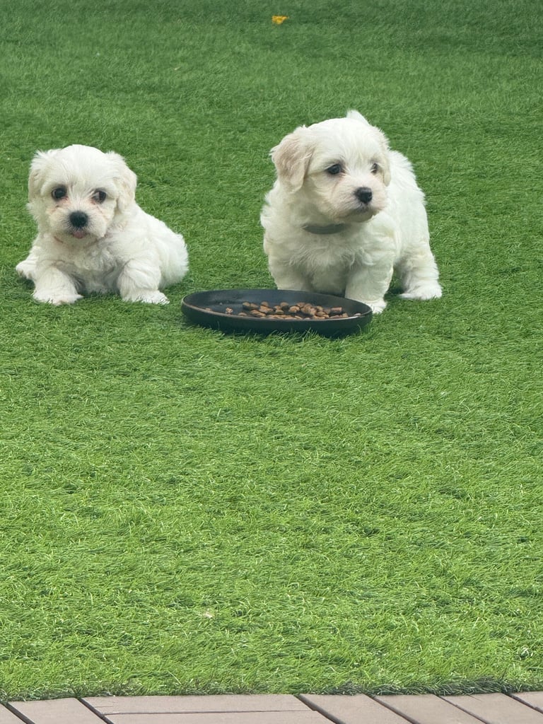 Bichon frise for sale 
