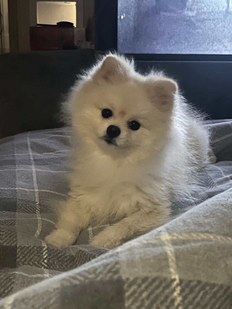 image for Pomeranian 