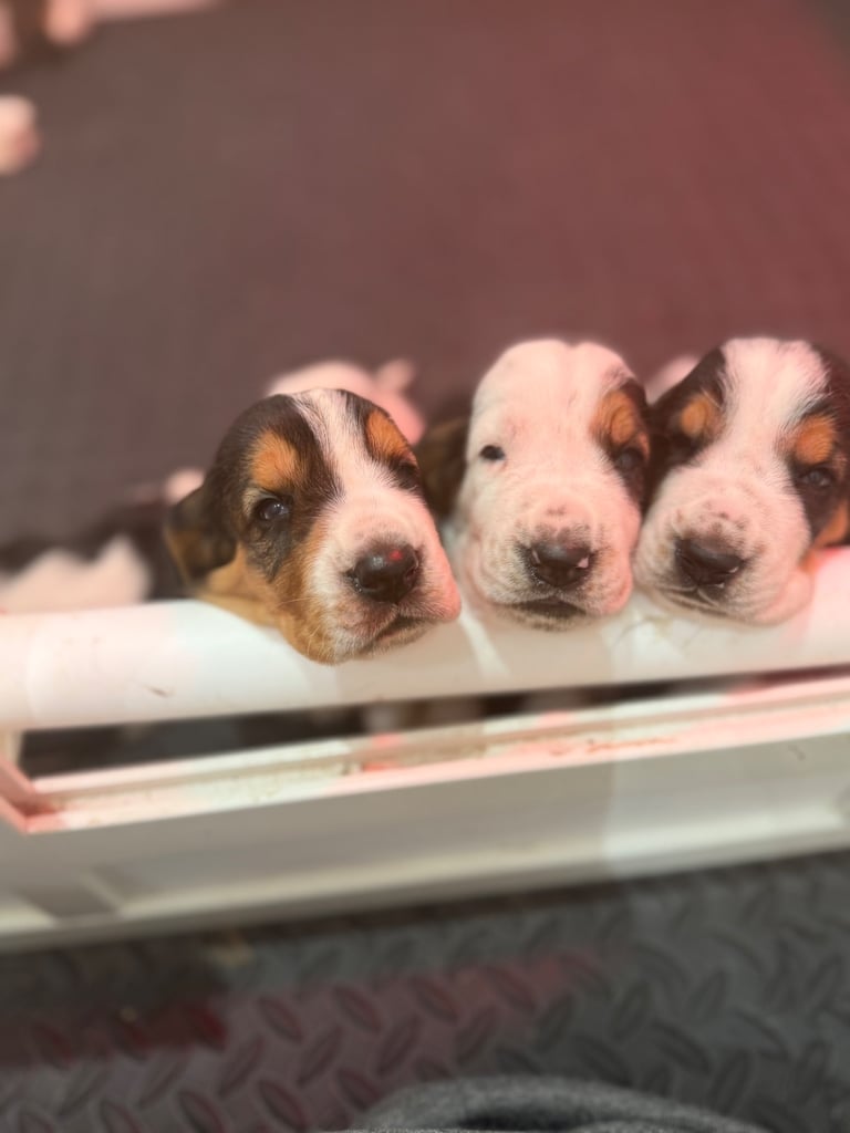 Chunky Bassett Hound Puppies 