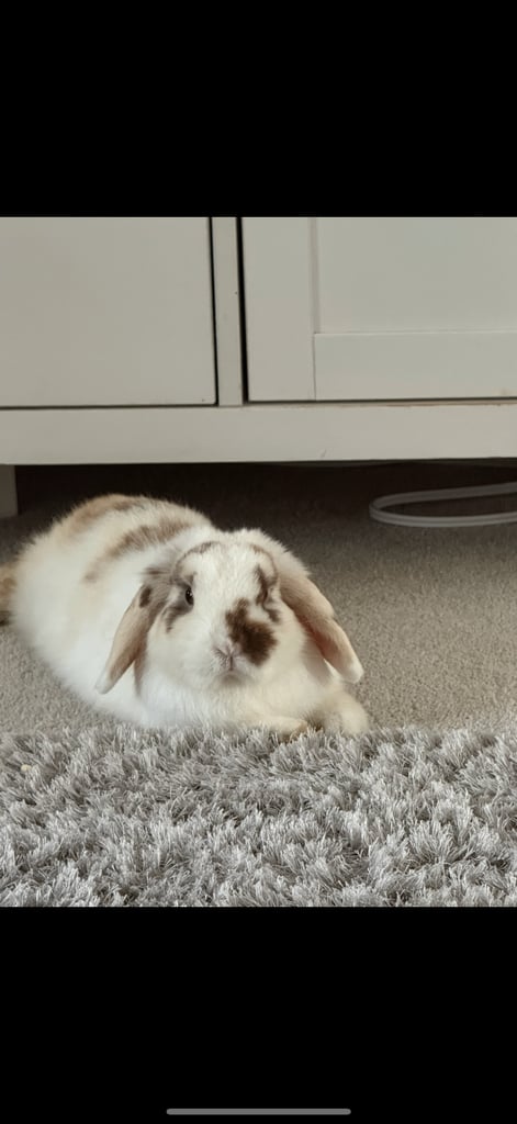 image for 2 year old rabbit 