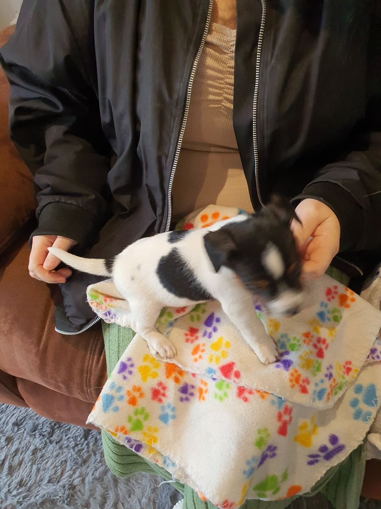image for Jack Russell Puppies 