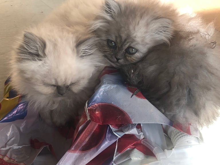 image for Stunning Persian kittens 