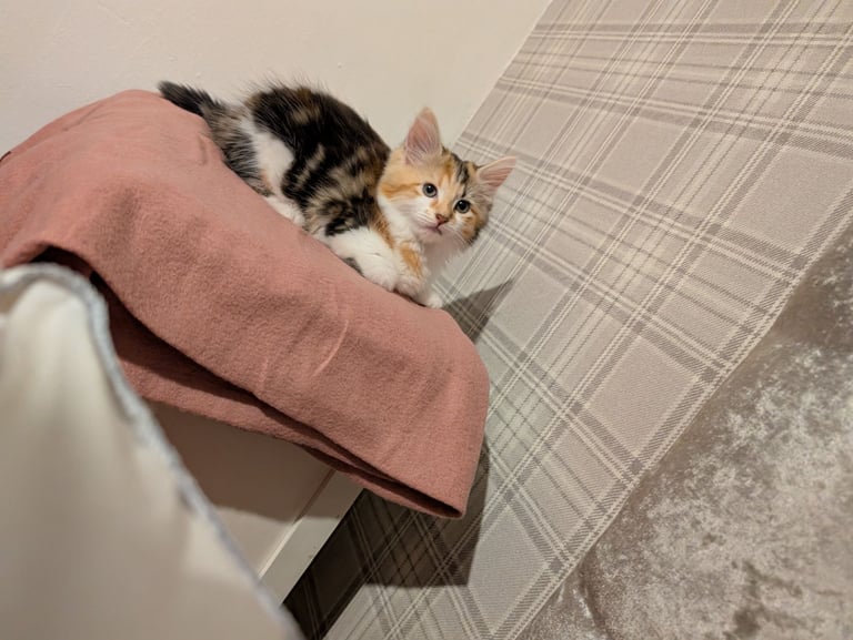 Female Calcio kitten 