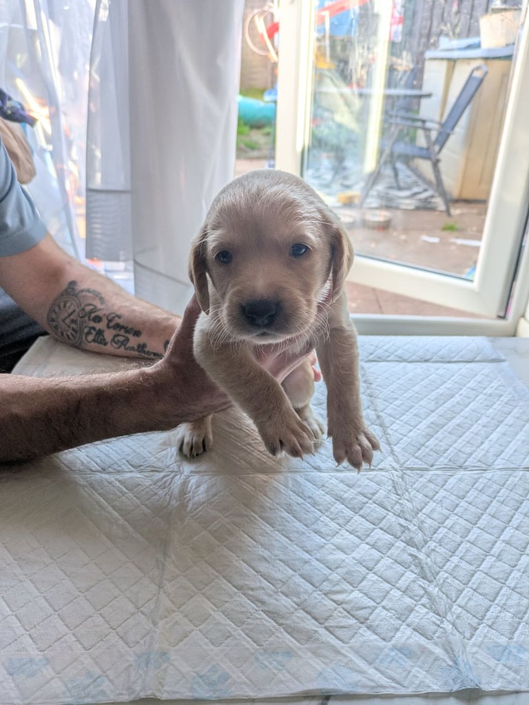 Golden retriever Labrador puppys