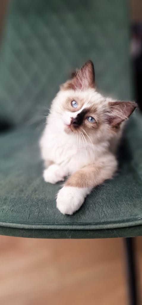 Pedigree Ragdoll Kittens Ready Now