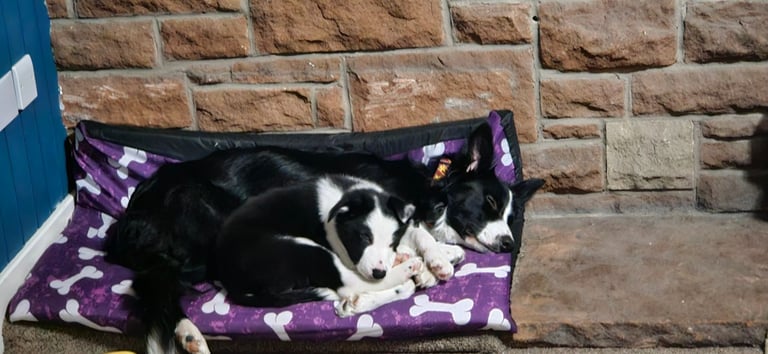Last border collie pup from litter of 9 for sale
