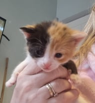 Kittens for sale - 1 girl left 