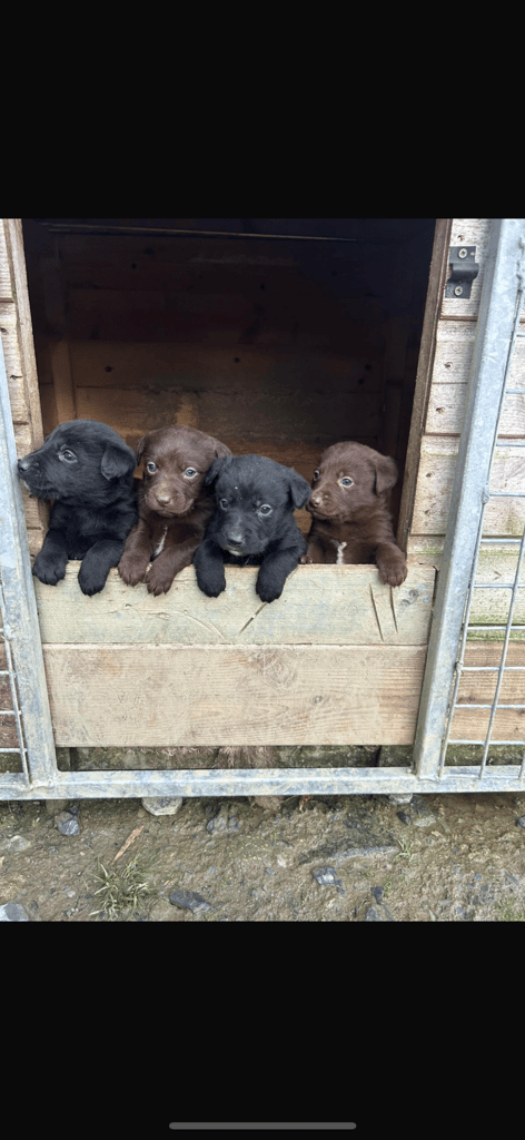 Chocolate Lab/Collie cross pups