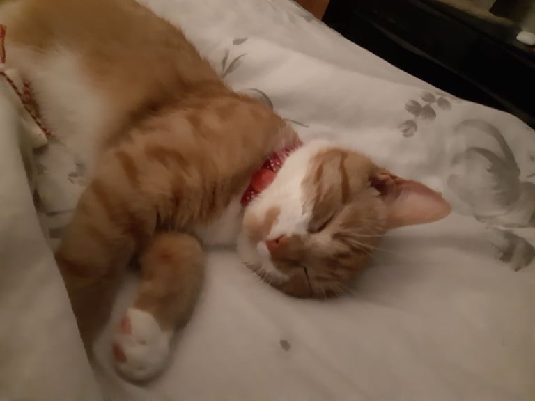 Ginger cat 