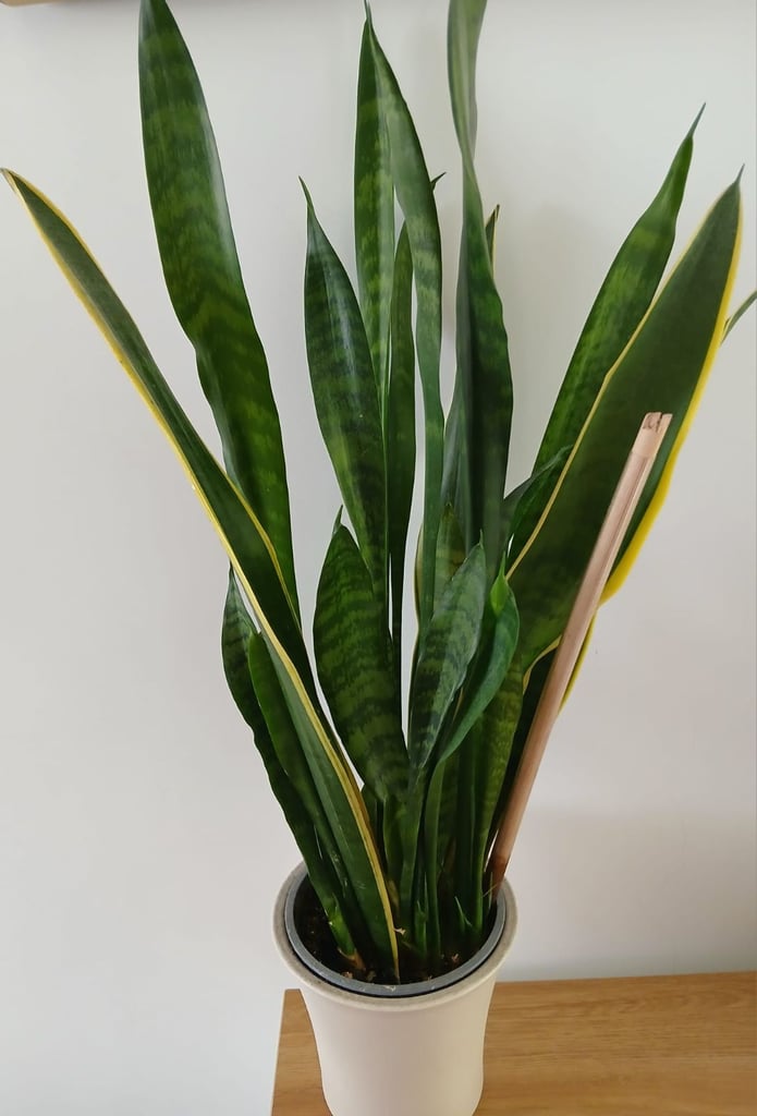 Plant for quick sale