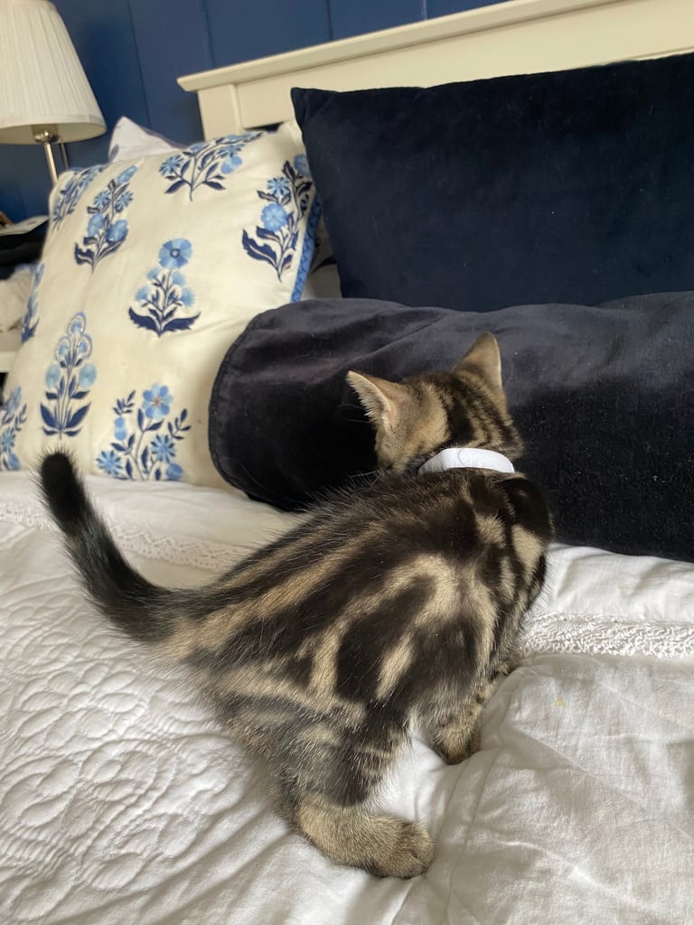 4 beautiful Bengal X kittens Boys £200