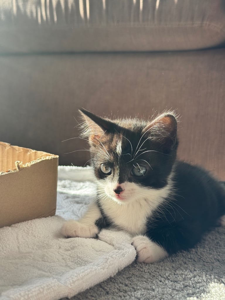 2 kittens in urgent need of home