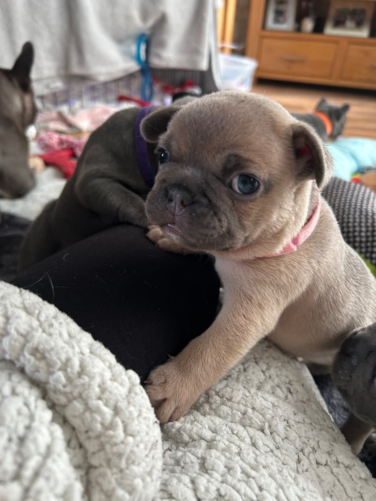 French bulldog puppies 🐾