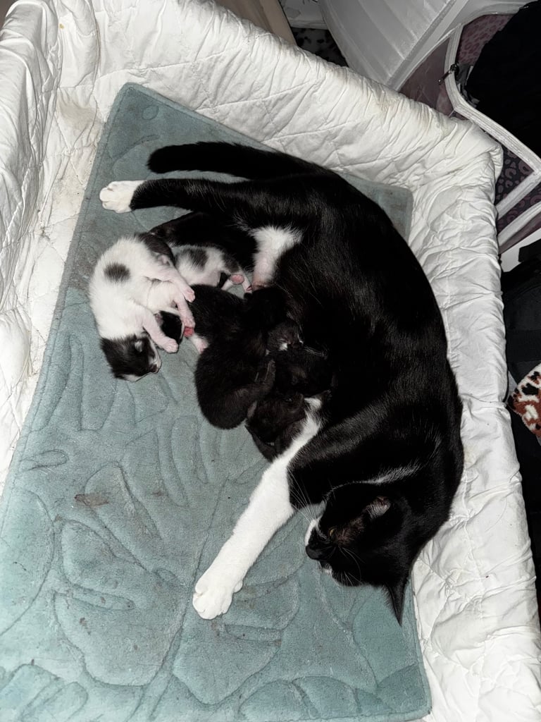 image for Kittens for Sale