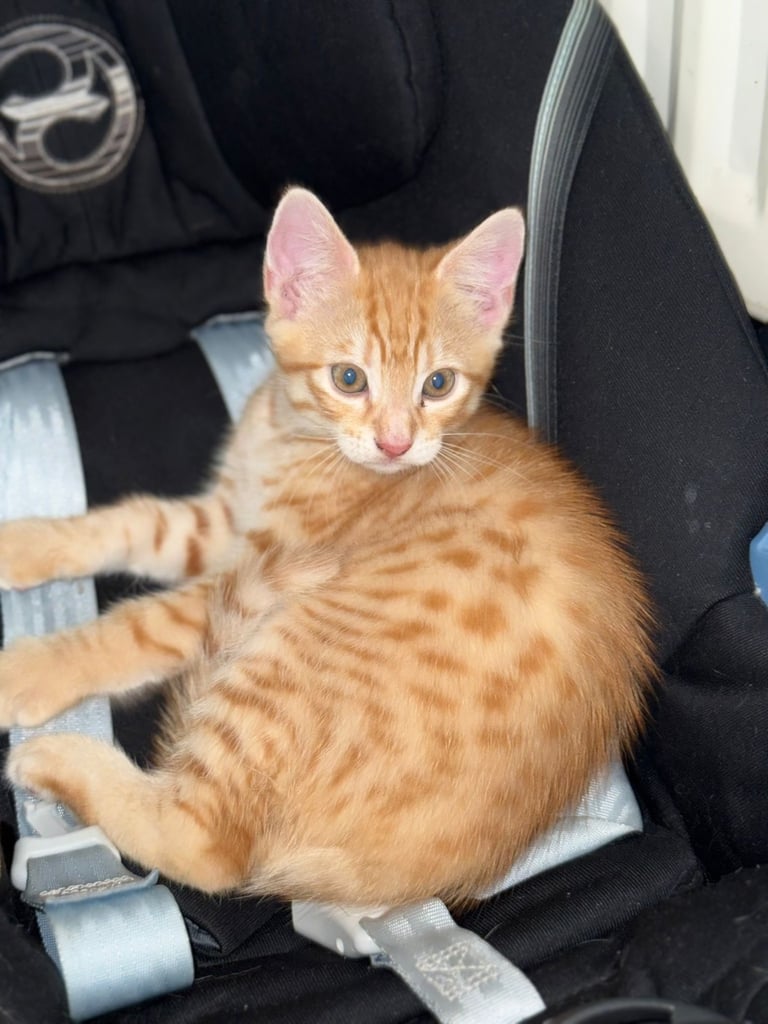 Ginger kitten