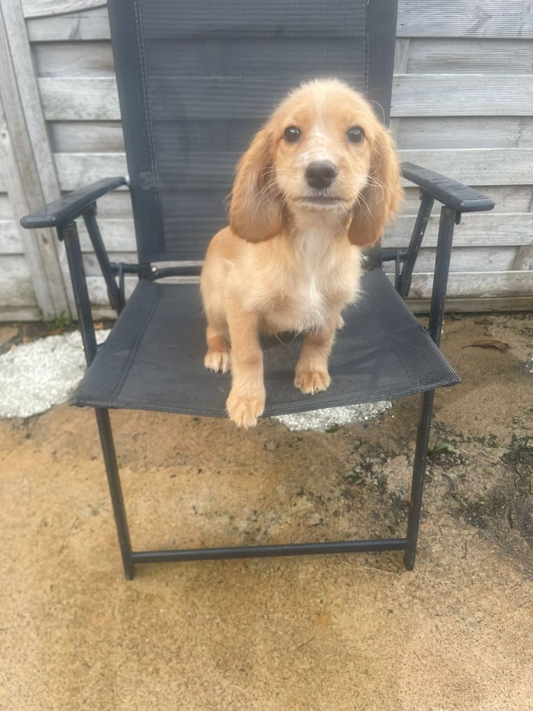 image for Cocker spaniel 