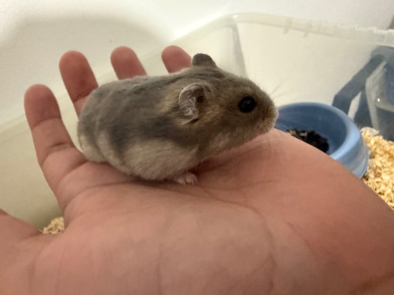 Russian dwarf hamster 