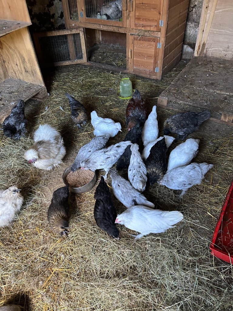 Bantams for sale 