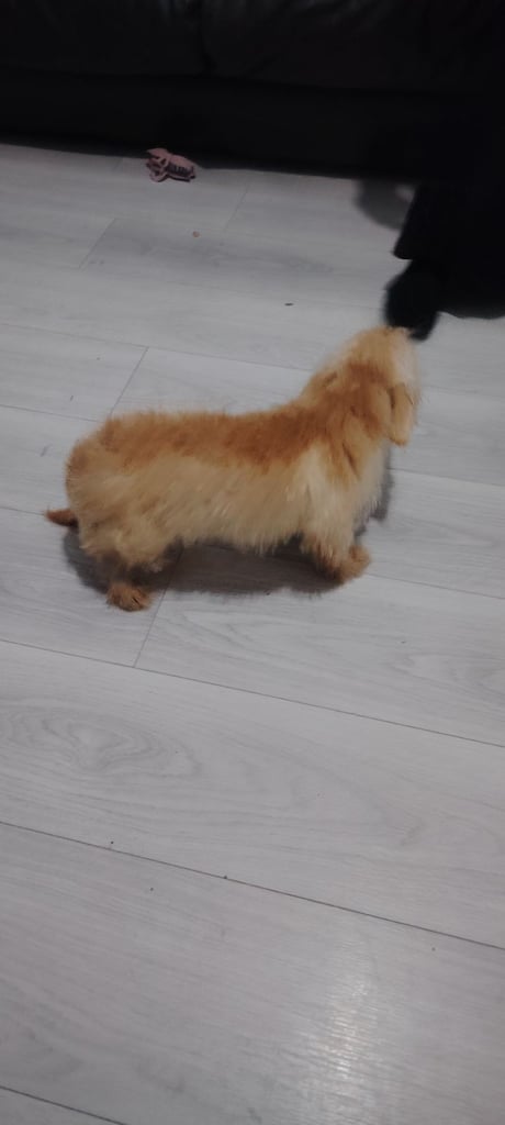Puppy for sale 500£