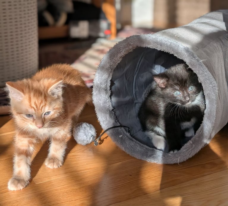 Adorable kittens looking for new homes
