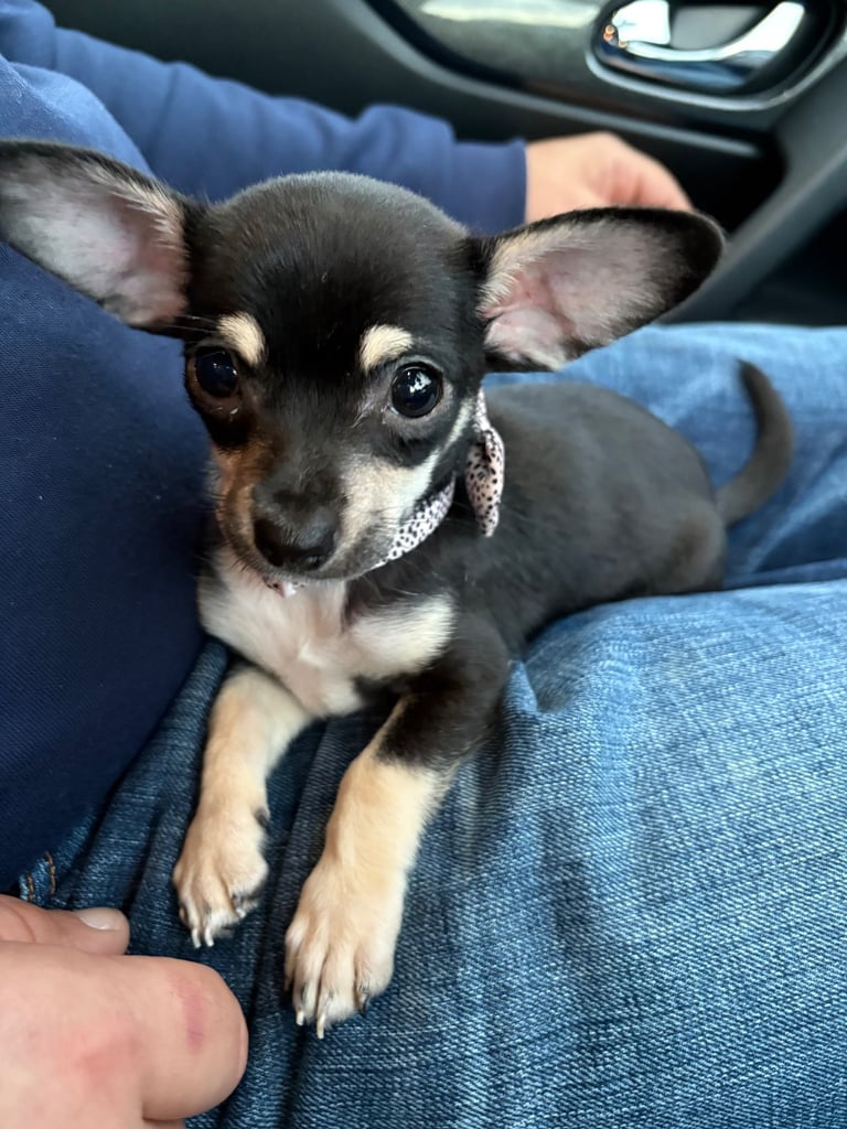 8 week old chihuahua 