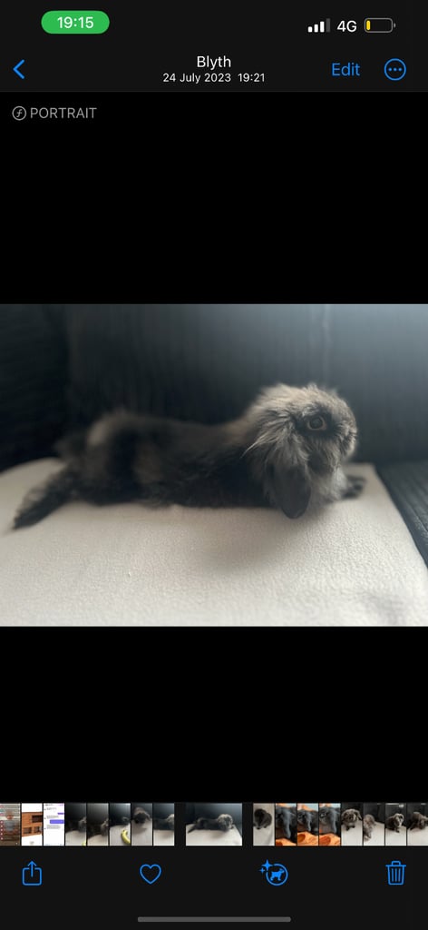 Mini Lop Rabbit, Cage and Pet carrier etc