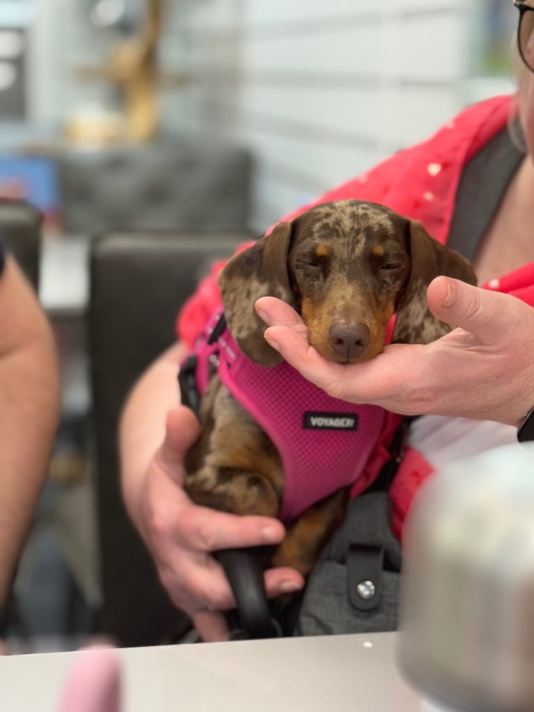 ❤️Beautiful 3 year old dapple miniature dachshund for sale ❤️
