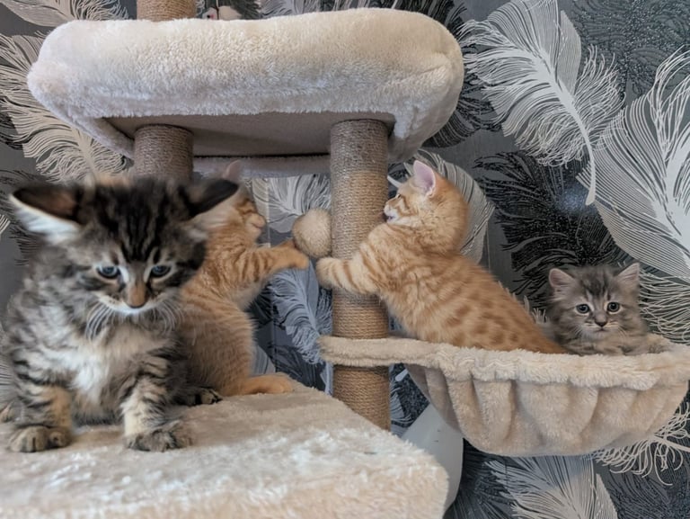 Kittens for sale 