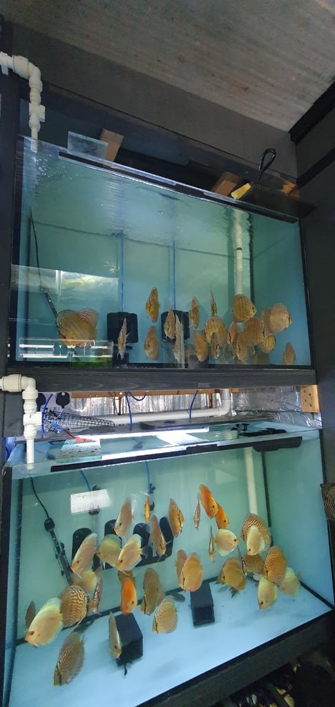 image for Discus fish 