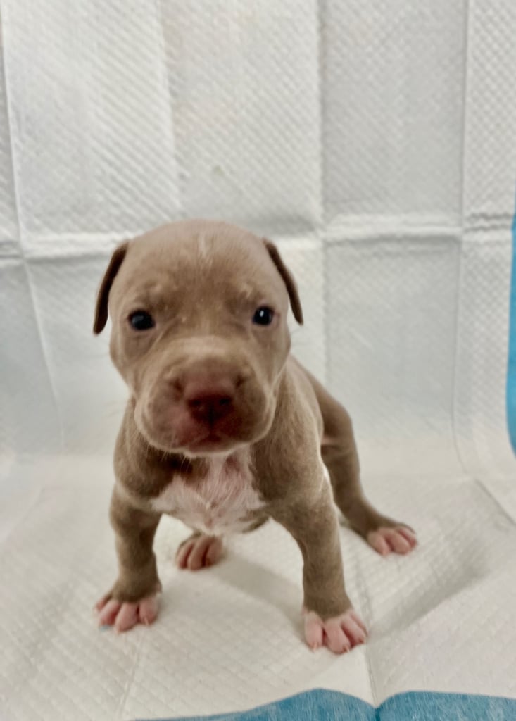 Medium American bully -XL are banned, these are NOT!