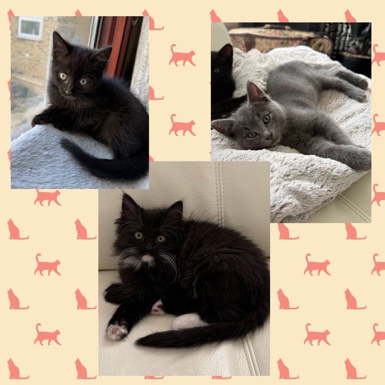 Half Ragdoll for sale ONO 