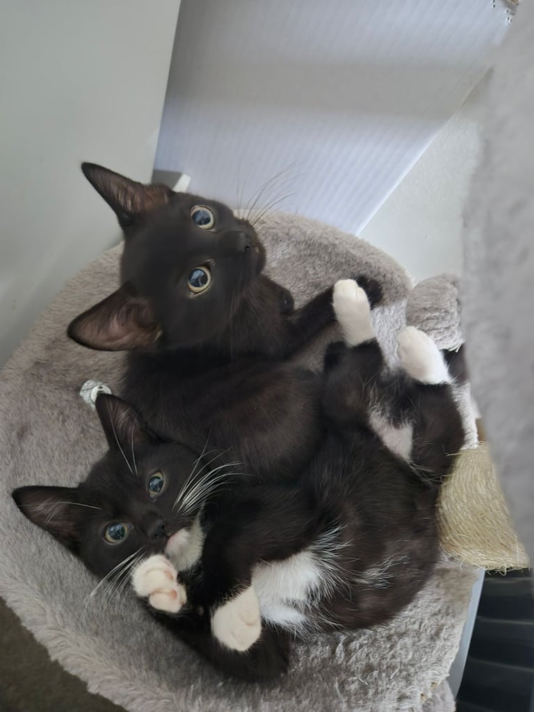 Beautiful Kittens Ready for Forever Home 