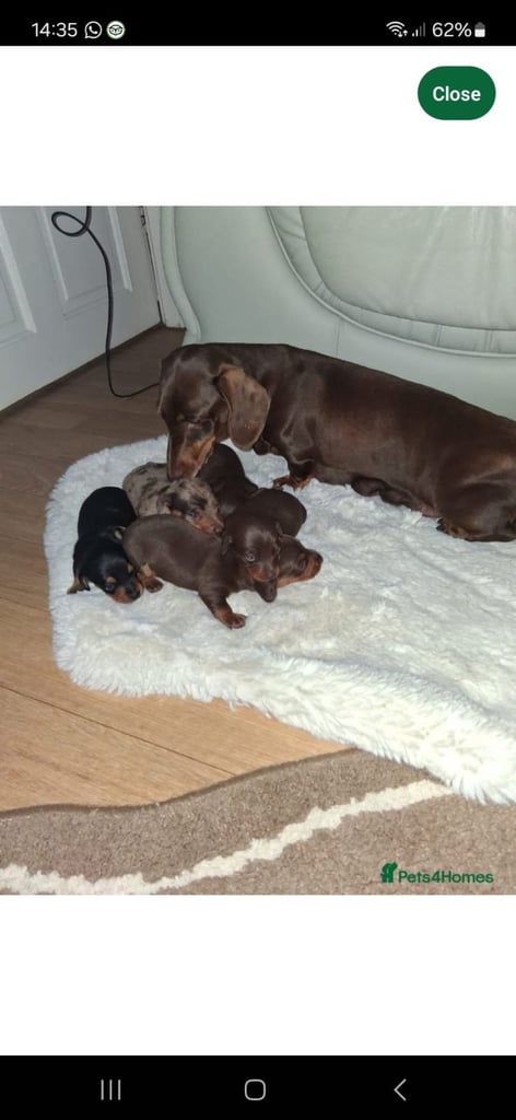 Miniature kc dachshunds