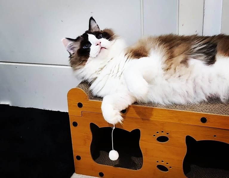 Pedigree Beautiful Ragdoll Cat 