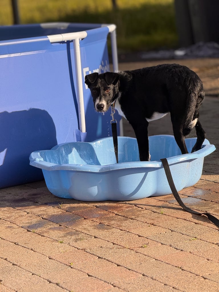 Collie/lab 9 month old 