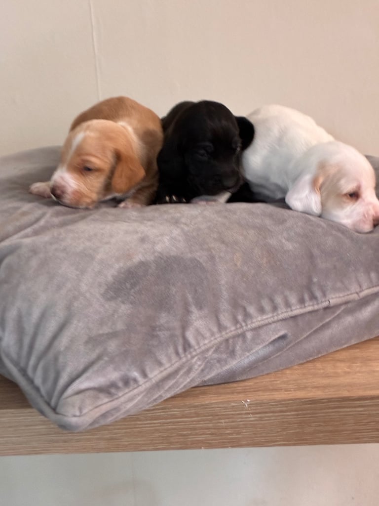 🐶 Gorgeous Dachshund Pups Looking for Homes – 25th Oct ✨