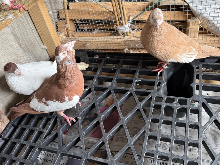 Afghan pigeons 