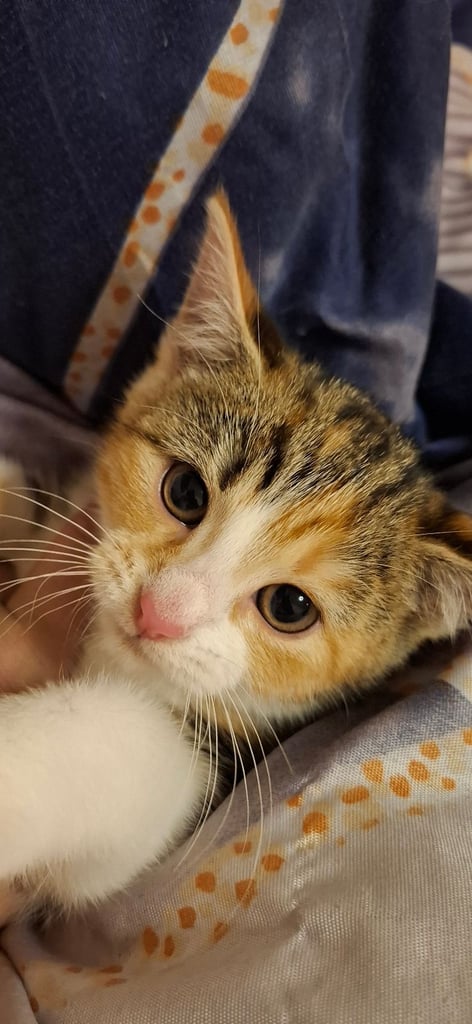 Female kitten for sale 