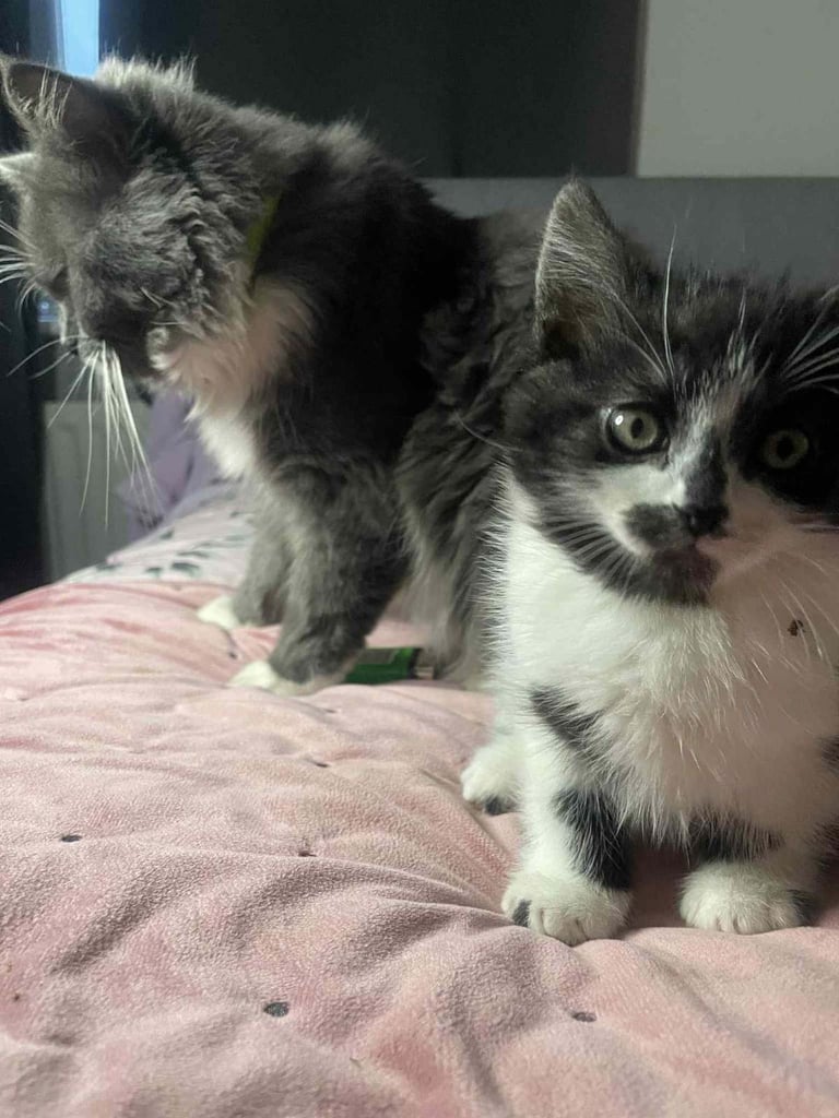 Ragdoll x maincoon fluffy kittens