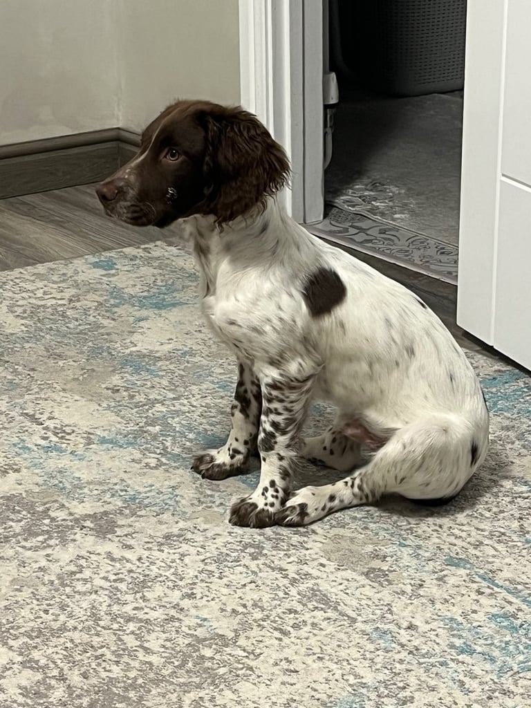 Springeli Spaniel 
