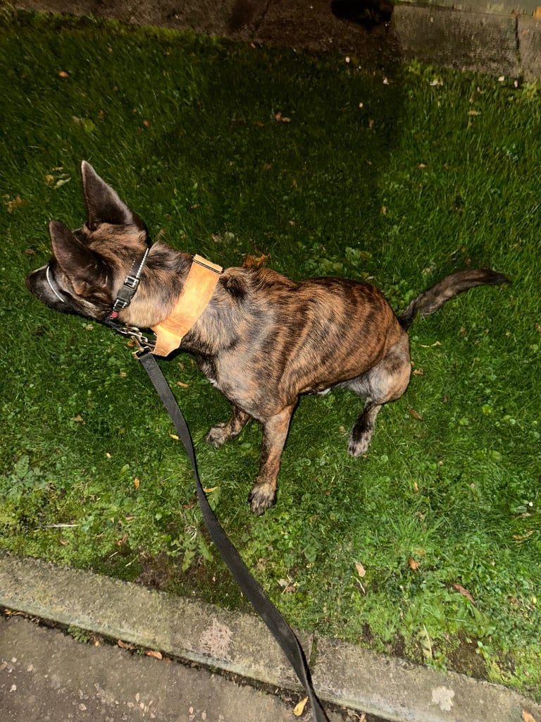 Belgian malinois x Dutch shepherd mix