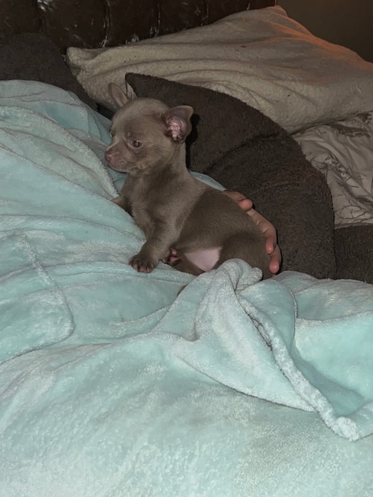 Chihuahua pup 