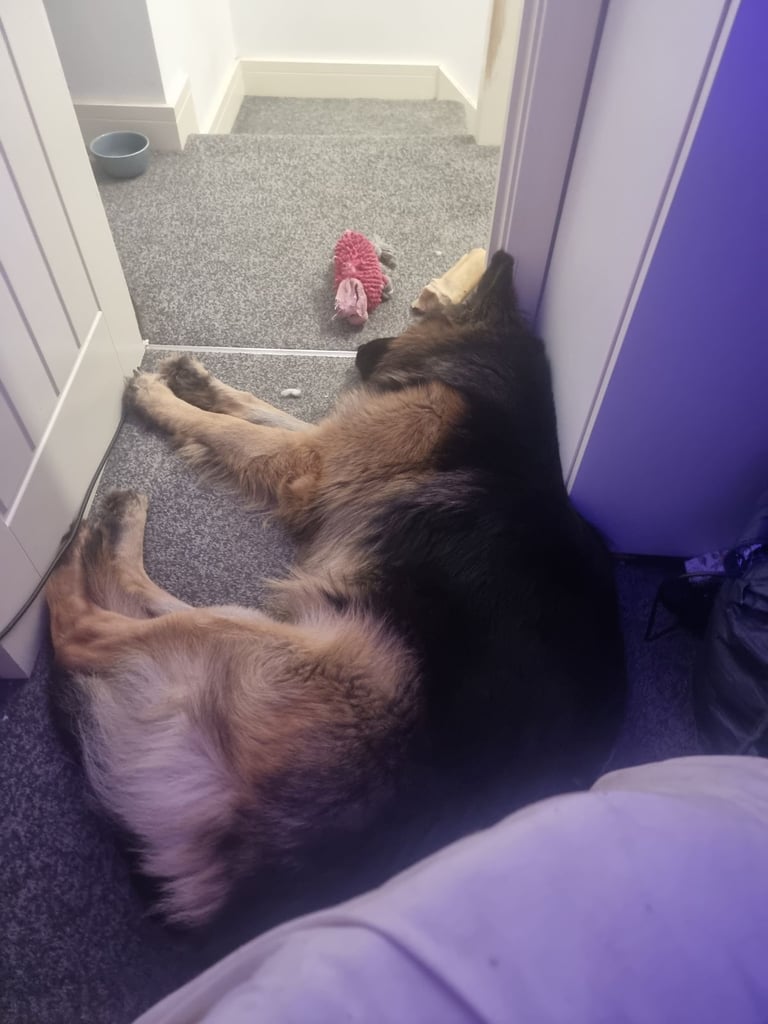 German Shepherd 3yo