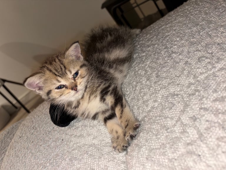 Kitten for sale 